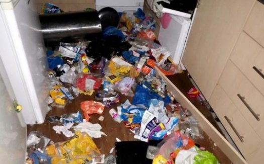 主人搬家留下2猫1狗,10天后,屋内传出恶臭,打开门后竟发现……
