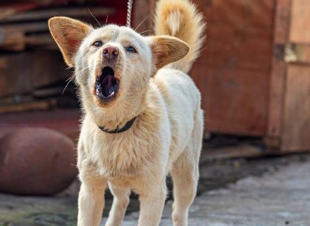 主人坚持“棍棒教育”，狗狗经常被打，通常会有5个结果