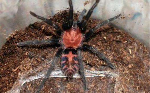 哥斯达黎加老虎尾身份信息