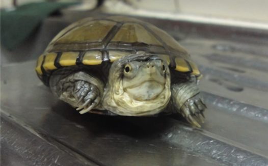 黄泥龟身份信息