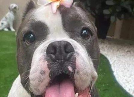 祖父倒车出现意外挤扁狗子的水碗，它散散步回家一看，反映太逗了