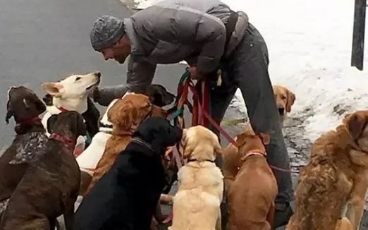 养了33只狗被投诉,可工作人员进屋一看非常惊讶