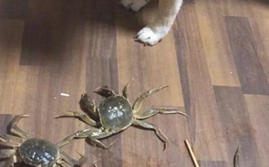 狗狗一直哼哼唧唧，主人靠近后一脸懵，它是发生了啥？