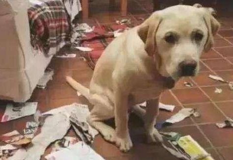 狗狗被主人揍为何不反抗?确实由于爱主人吗,也有这3个缘故