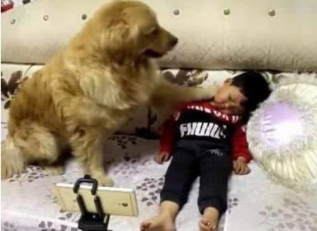 小主人躺沙发上入睡,金毛狗狗用前爪轻摸主人家,接着的这幕感人至深
