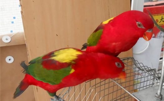 喋喋吸蜜鹦鹉身份信息