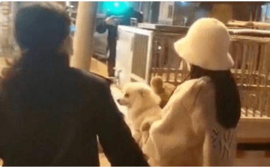 遛狗扑倒小孩主人称”狗比娃金贵” 警方暂扣宠物狗