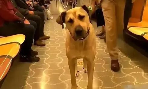 百万网红流浪狗伯吉，每天奔波30公里，连政府都把它聘为大使