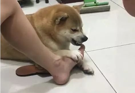 逗比主人强迫柴犬闻自己的脚臭，柴犬的表情亮了！