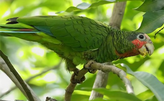 古巴亚马逊鹦鹉身份信息