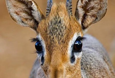 犬羚自带美瞳眼睫毛，被有钱人当宠物养，售价高达6000美元