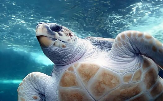 太平洋蠵龟身份信息