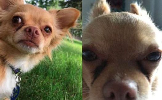 热线到一半女友睡着 视讯电话被狗狗接手