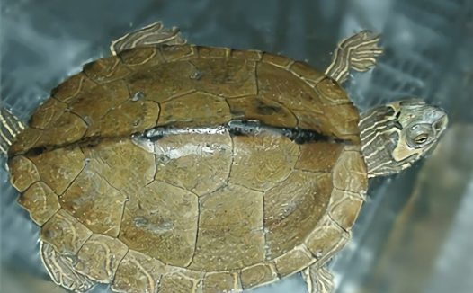 阿拉巴马地图龟身份信息