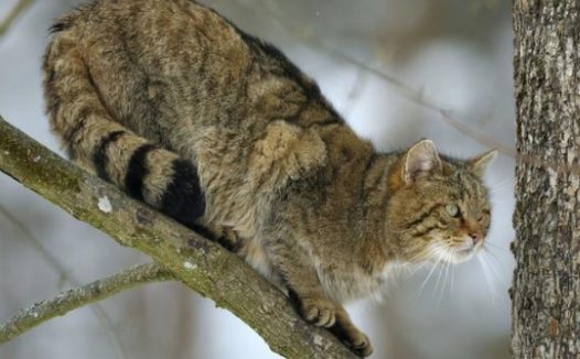 狗比猫忠诚？不知主人已去世，猫咪在医院门口守候数月