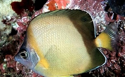 暗带蝴蝶鱼身份信息