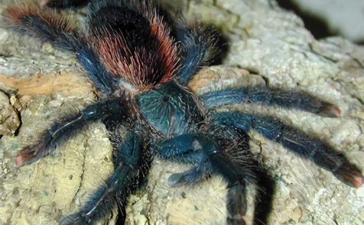 圭亚那粉红趾身份信息