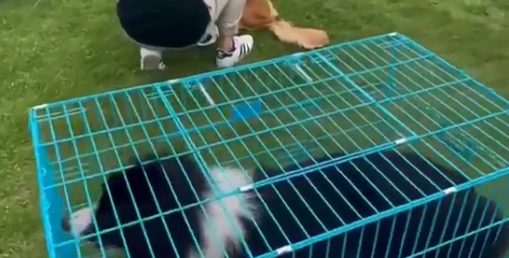 免费领养狗狗，报名申请就可以！今天，柯基、贵宾等15只小可爱已被领走