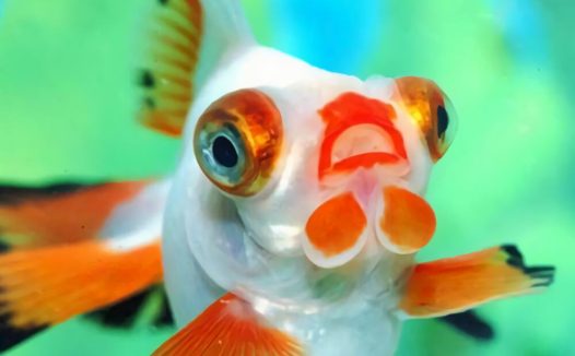 铁包金文鱼球身份信息