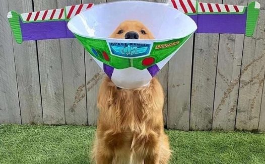 金毛犬绝育后要戴两周“耻辱圈”,主人灵机一动,耻辱变时尚