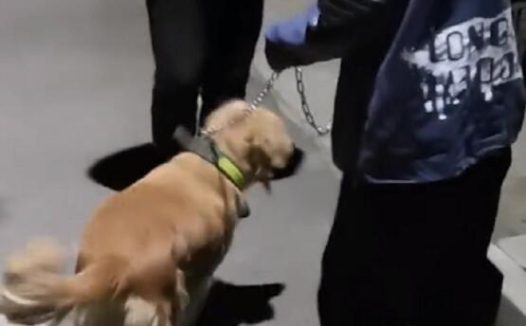 17岁小伙因女友吃醋虐狗与其分手,为了给女友打胎却又准备将金毛卖掉