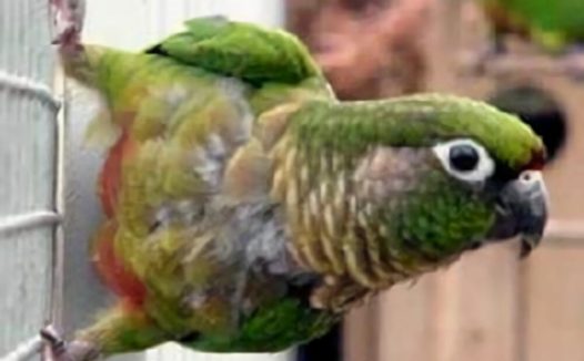 赤褐腹锥尾鹦鹉身份信息