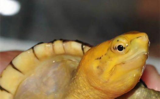 白唇泥龟身份信息