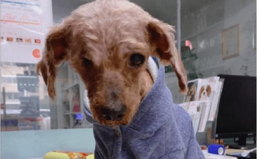 主人嫌弃狗狗太脏，搬家时狠心遗弃，几年后模样令人心疼！