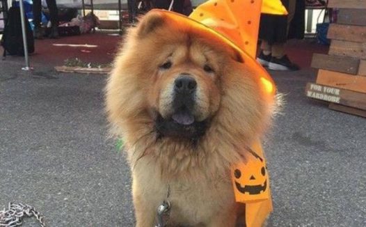 关西空港捕获狮子王 原来是超呆萌鬆狮犬