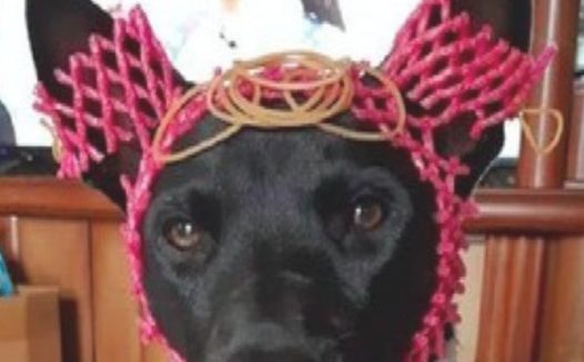 狗狗生辰这一天被主人“用心穿着打扮”，一脸心力憔悴的模样：整我呢