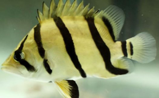 虎皮鱼身份信息