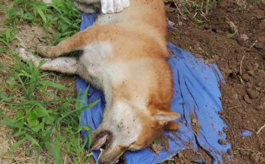 北京一小区多只宠物狗接连死亡,业主疑有人投毒