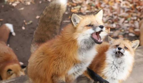 说它是狗,没人信!因为长了张“狐狸脸”,身世被揭开,众人诧异