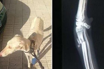 断腿狗狗不断沁出乳汁,结果行动不便的它硬走3千米让人感动流泪