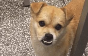 狗狗出世便是兜齿，热情，顾客一看禁不住多看看！