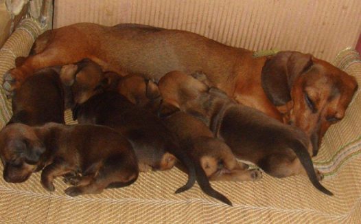 女子去亲戚家坐客,见腊肠犬躺了半小时都没动,伸出手一摸笑喷!