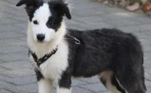 奇葩!违规遛犬被查,女子转头将狗丢进冰河怕城管当场将狗打死