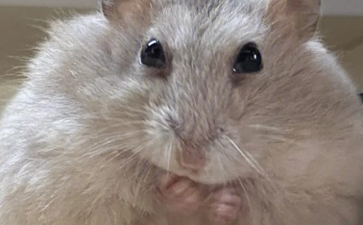 被仓鼠咬伤后要注射狂犬疫苗，否则后果很严重