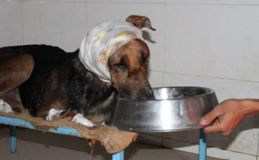 一只狗狗左边头部被虫吃穿了!