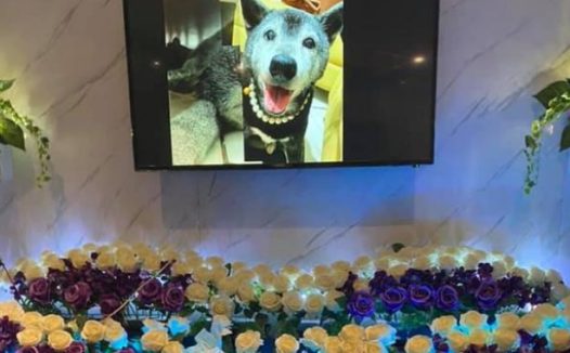 狗狗去世一个月，主人18年来的习惯改不了：非常想念它！