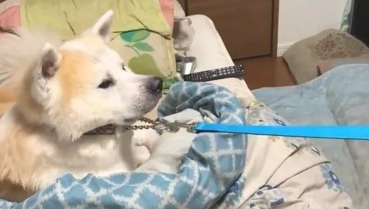 傲娇了8年的秋田犬,近期老想跟父亲一块儿睡,你還是我以前了解的你不?