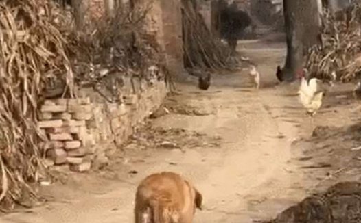 金毛回老家开启鸡飞狗跳模式，狗：要不抓只鸡都忘了老子是猎犬了