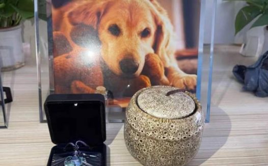 “吸猫”“撸狗”成年轻人新生活方式 中国宠物经济催生新职业