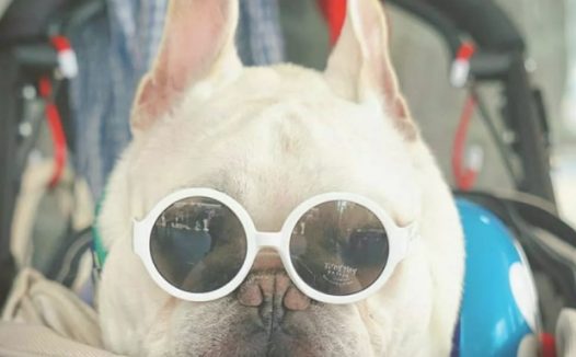 小宠物斗牛犬的身上这5点！许多人一直都误解了！