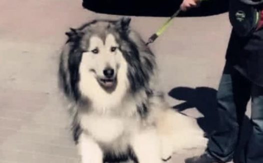 100斤重的大狗狗不愿冼澡，两个人协力都拽不动，笑喷