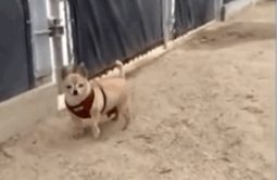 网友看见一个吉娃娃准备上前撸，结果…狗：“爱我没结果！”