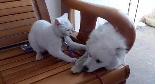 主人带狗去剪毛，回来后猫主子非常厌弃：丑拒，离我远点儿