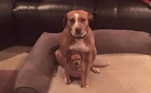 流浪狗被收养的时候，怀里还藏着一只小狗：我能带它一起走吗？