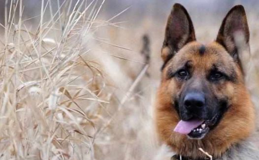 德牧在院子里玩球,主人发现后惊声尖叫,赶紧帮狗狗叫兽医