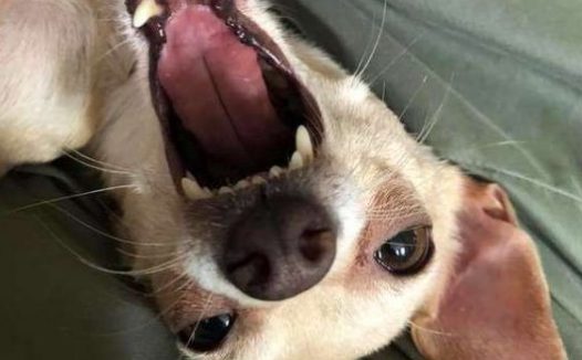 过去对小型犬嗤之以鼻 如今竟成专门救援吉娃娃的暖男!